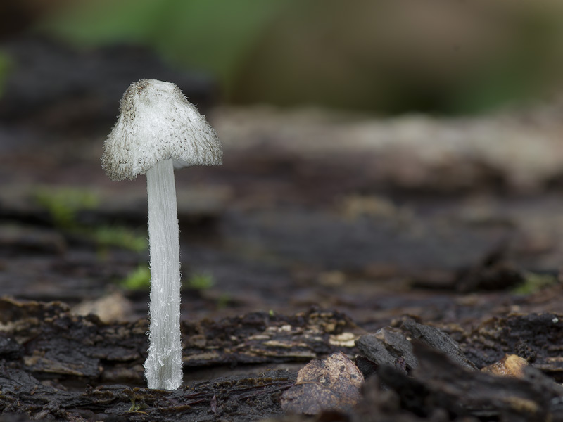 Pluteus hispidulus